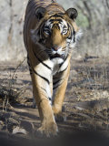 Bengal Tiger  3 Year Old Male  India