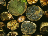 Weasel  Peering from Log Pile  UK