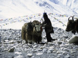 Yaks at Everest Base Camp  Tibet