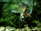 Kingfisher  Underwater Catching Fish  UK