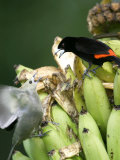 Palm Tanager and Scarlet-Rumped Tanager  Two Birds Fighting on Bananas  Osa Peninsula  Costa Rica