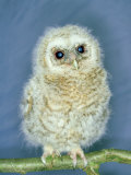Tawny Owl  Young  UK