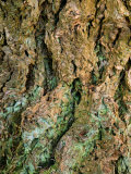 Pseudotsuga Menziesii (Douglas Fir) Close-up of Bark