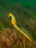 Seahorse  New Zealand