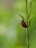 7-Spot Ladybird  Climbing up Grass Stem  Rutland  UK