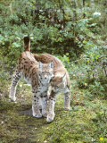European Lynx  Female and Male  Northeast Finland
