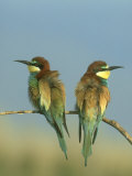 Bee-Eater  Pair Perched on Small Twig  Greece