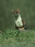 Stoat  Mustela Erminea Standing on Rock UK
