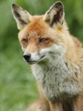 Red Fox  Portrait  Sussex  UK