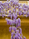 Wisteria Blooming in Spring  Sonoma Valley  California  USA