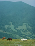 Horses Graze on Big Yellow Mountain  Appalachian Mountains  North Carolina