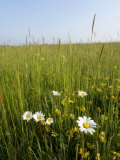 Wildflower Meadow  UK