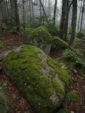 Young Spruce Tree Peeks Above Granite Boulders Patched with Moss  Baxter State Park  Maine