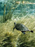 Rare Suwannee Cooter Turtle Swims through Clear Florida Waters
