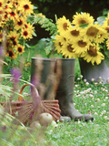 Wellington Boots  Basket  Helianthus (Sunflower)  Apple