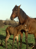 Horse  with Foal  Brown Mare and Newly Born South Yorkshire