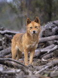 Dingo  Canis Familiaris Australia