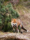 Red Fox  Young Male Fox Standing Amongst Pine Trees  Lancashire  UK