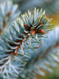 Picea Pungens "Koster " Close-up of Branch
