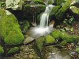 Moss-Covered Rocks Along a Stream at the Chimneys in Late Spring  Tennessee  USA