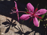 Dwarf Fireweed Flower Blooming in Alaska's Arctic National Wildlife Refuge