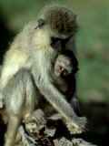 Vervet Monkey  Mother and Young  Kenya