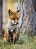 Red Fox  Sitting in Grass Next to Pine Tree  Lancashire  UK