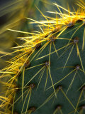 Cactus  Joshua Tree National Park  California  USA