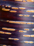 Prunus Rufa (Himalayan Cherry)  Close-up Bark