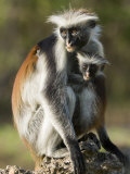 Zanzibar Red Colobus  Female with Infant  Zanzibar