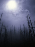 Strange Light Over Dead Trees  Colorado