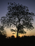 Tree at Sunset  South Africa