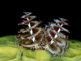 Christmas Tree Worm  Belize  Caribbean