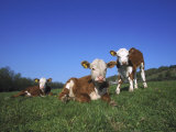 Hereford Cattle  Calves in Grass Meadow  UK
