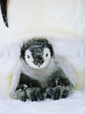 Emperor Penguin  Chick  Antarctica