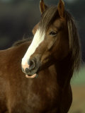 Horse  Chestnut & White Portrait
