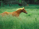 Young Stallion Runs Through a Meadow of Tall Grass  Montana  USA