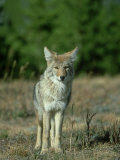Coyote  Canis Latrans Adult Standing on Forest Edge Yellowstone National Park  Wyoming