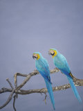 Blue and Yellow Macaw  Upper Tambopata River  Peruvian Amazon