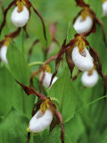 Lady Slippers in the Flathead National Forest  Montana  USA