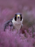 Peregrine Falcon  Falco Peregrinus Male Amongst Heather