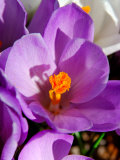 Crocus  Reading  Massachusetts