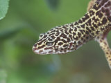 Leopard Gecko