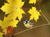 Blue Tit  Among Autumn Leaves  UK