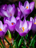 Crocus  Reading  Massachusetts