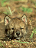 Grey Wolf  Pup at Den in Spring