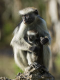 Zanzibar Red Colobus  Female with Infant  Zanzibar
