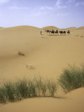 Camels Walking in Desert  Morocco