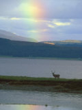 Rainbow Over Loch Linnhe Western Highlands with Red Deer  Scotland