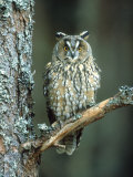 Long-Eared Owl  Adult Perched on Branch  Scotland  UK